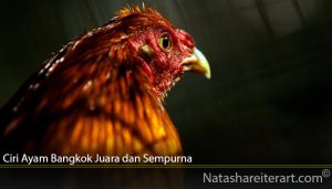 Ciri Ayam Bangkok Juara dan Sempurna