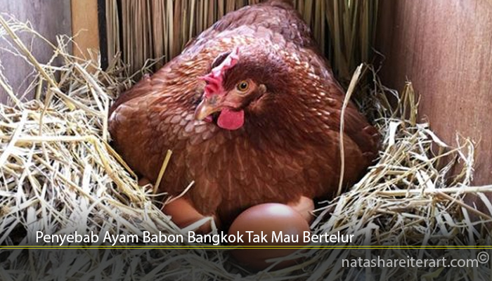 Penyebab Ayam Babon Bangkok Tak Mau Bertelur